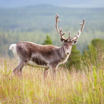 Reindeer in Alaska
